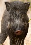 Wild Boar